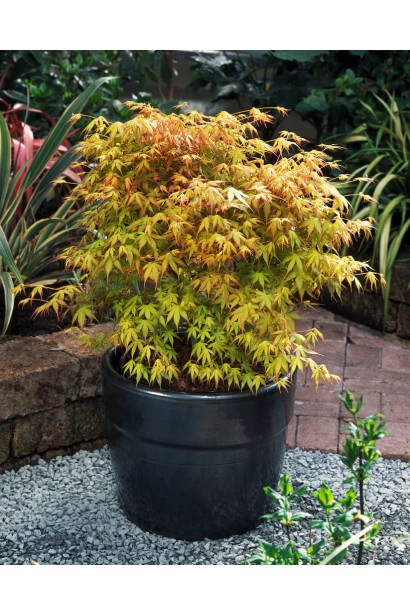 Саженець японського клена Катсура (Acer palmatum Katsura) в контейнері. 
